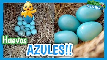 ¿Saben diferentes los huevos azules?