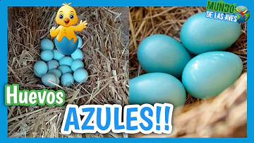 ¿Qué hace que los huevos sean azules?