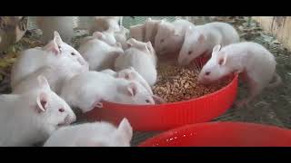 white mice for sell