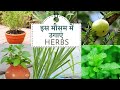 Grow these HERBS in your garden| Summer and Monsoon season special