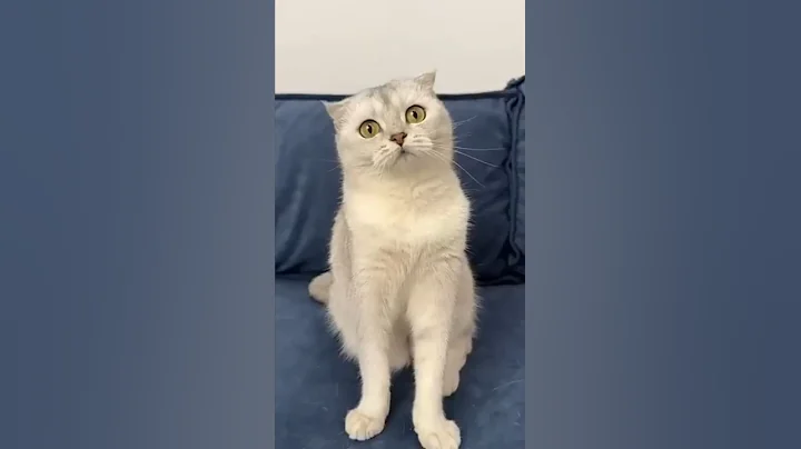 Video 11854901: compilation baby cats, funniest cats compilation, kitten chasing, tiny kitten, cats babies adorable, cute kitten