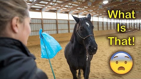 INTRODUCING OBJECTS TO A HORSE (PART 2)