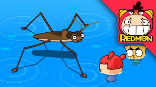 I Am A Mrcopycat Crytoclytus Capra Water Strider Insect World Redmon