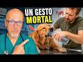 🐶⚠️ EL GESTO COMUN DESPUES DEL PASEO QUE PUEDE MATAR A TU PERRO EN HORAS 🐶⚠️
