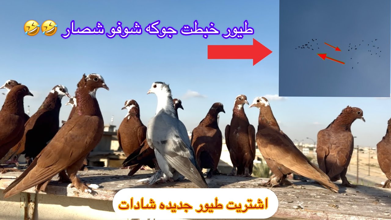 طيرت الفرخات  خبطت جوكه شوفو شصار 🤣🤣