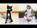 Funniest Animals - Best Of The 2021 Funny Animal Videos #52