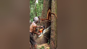 The Longest Chainsaw Cut I’ve Ever Made on a Giant Tree #lumberjack#treecutting#woodworking#chainsaw