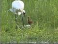 Whooping Crane Chick