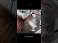Secret of Cat's Self-Cleaning! #shorts #video