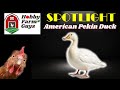 Hfg farm animal spotlight american pekin duck revisited