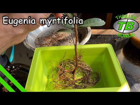 Video: Syzygium: Caratteristiche Del Syzygium Yambosis E Paniculatum, Paniculata E Aromatica, Malacca E Altre Varietà