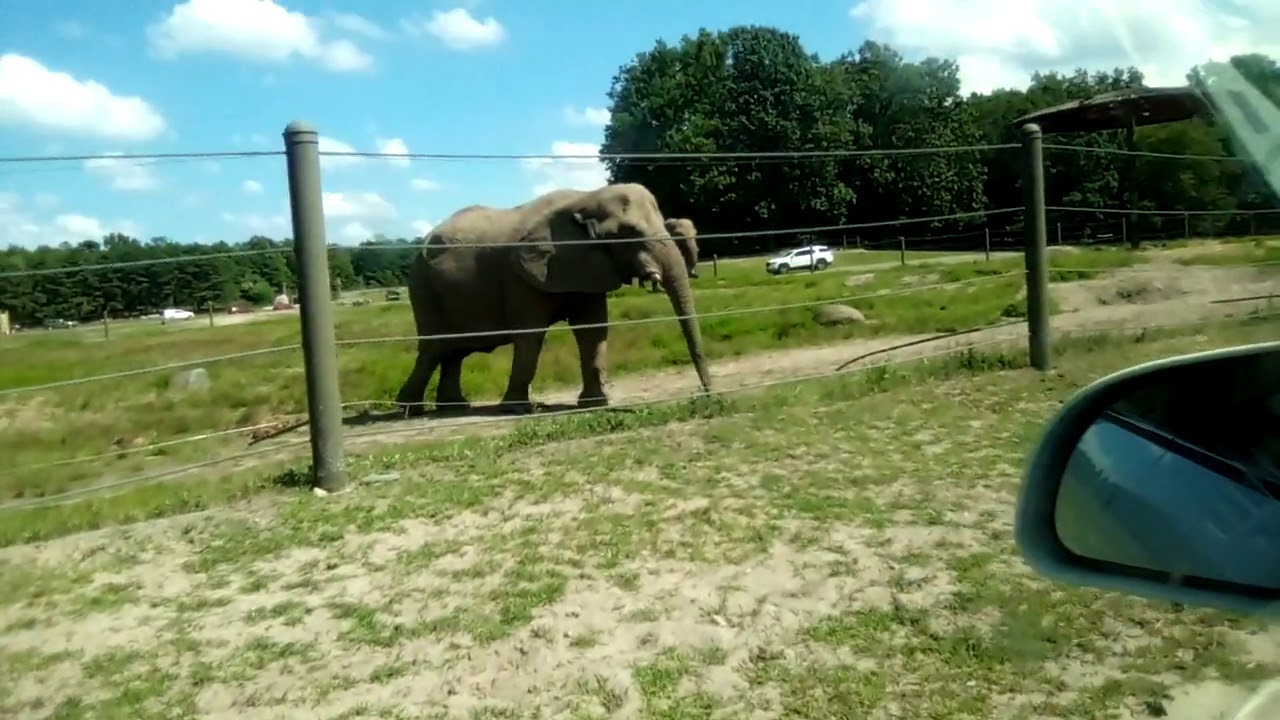 Elephant Safari - YouTube