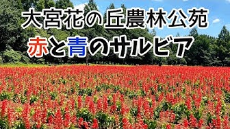 サルビア Youtube