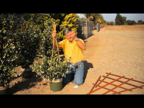Video: Chubushnik Virginal: Popis Hybridu Záhradného Jazmínu. Výsadba A Starostlivosť O Froté Dievčenský Chubushnik