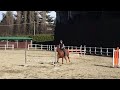 Euro Horse Jumping Love Time EH Hannover Mare For Amateur Jumping Training 23 01 2018 Euro Horse Jumping Love Time EH Hannover Mare For Amateur Jumping Training 23 01 2018