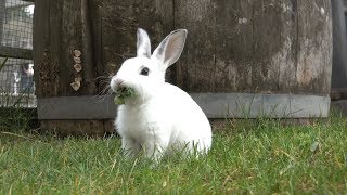 Baby Bunnies Hopping Around and Munching On Kale Will Make You Smile Resimi