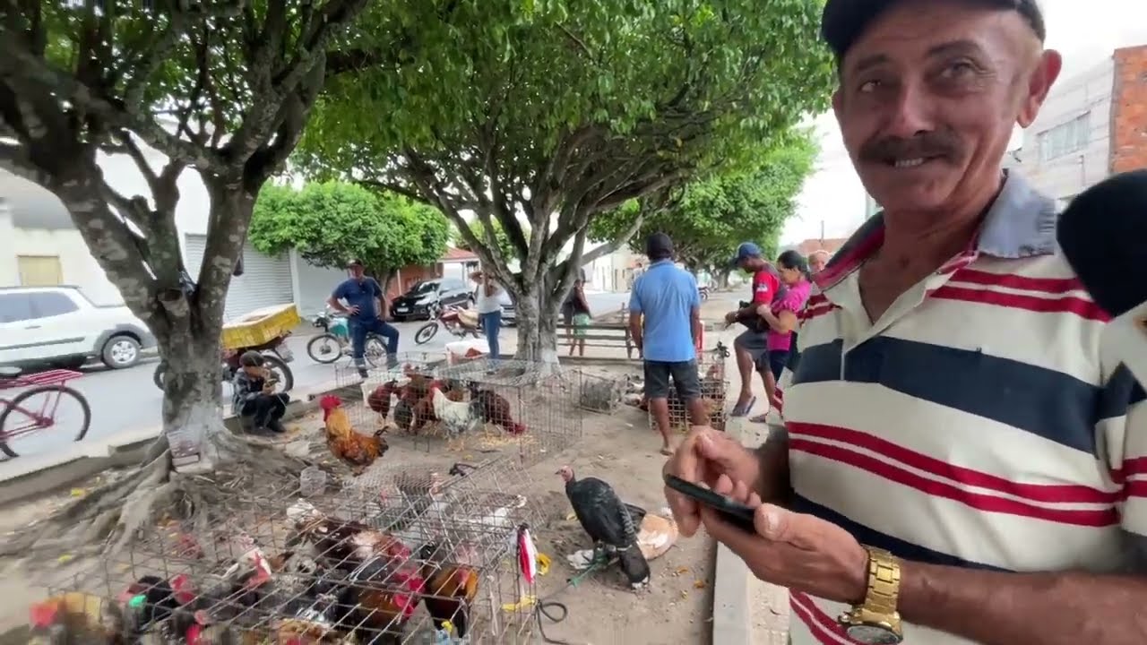 Feira de Galinha Capoeira em São José da Tapera - AL 28 - 02 2026 #nordeste