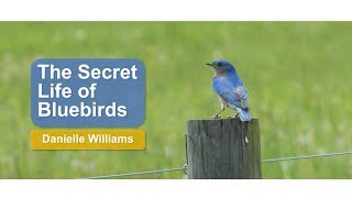 The Secret Life of Bluebirds