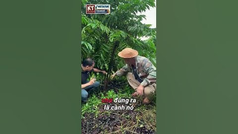 Uốn thân cây cà phê từ lúc mới trồng | có tác dụng gì và năng xuất thế nào?