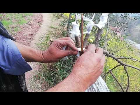 Video: Hybrid Obyčajnej Marhule A Mandžuského - Znaky Kultúry, štepenie, Delenie, Rozmnožovanie Odrezkami A Semenami - Marhuľa Severná