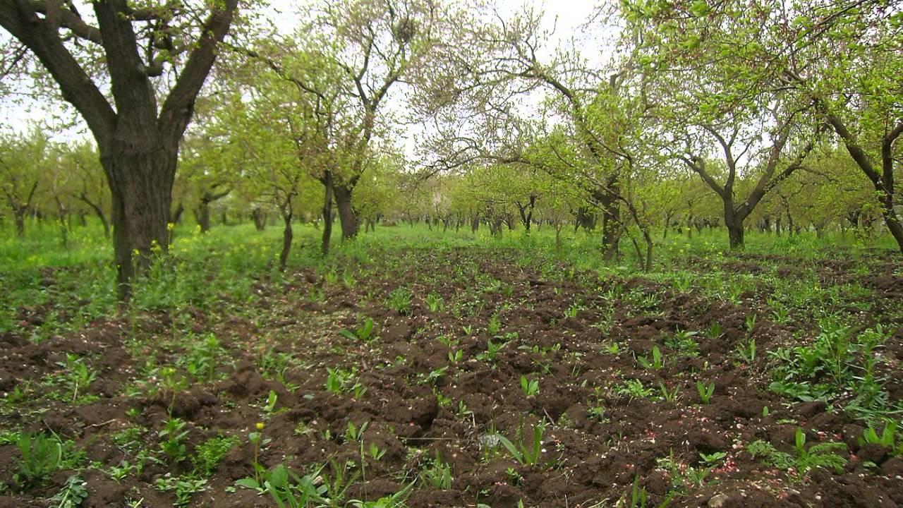 Muazzez Türüng - Kağızmana Ismarladım Nargele