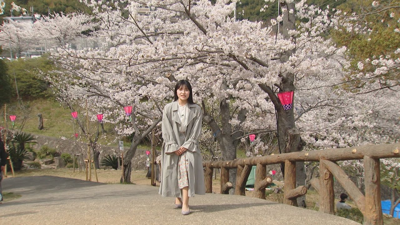 Nagasaki Regional Meteorological Observatory announces full bloom