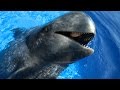 Sully the Pilot Whale (HD) | JONATHAN BIRD'S BLUE WORLD