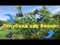 Голубика - это высокорентабельный бизнес.