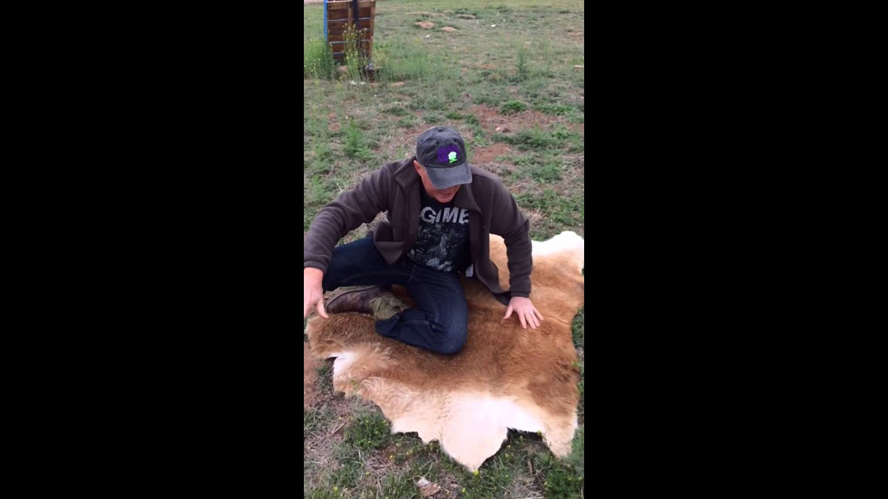 Cowhide Tanning Youtube