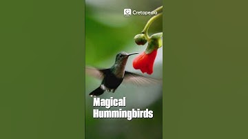 Why is Hummingbird the Only Bird Can Fly backward|8 Shaped Flapping #funfacts