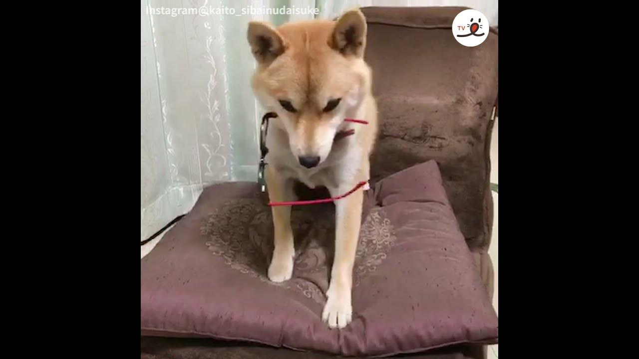 メガネを咥える柴犬さん 現行犯なのにしらばっくれて Peco Tv Youtube