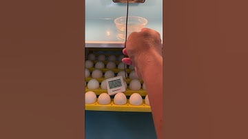 HUMIDITY SA INCUBATOR DAY 1 TO 18! BACKYARD LEVEL!