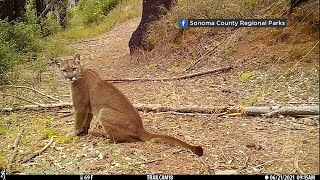 California mountain lion population fewer than previously estimated, report says