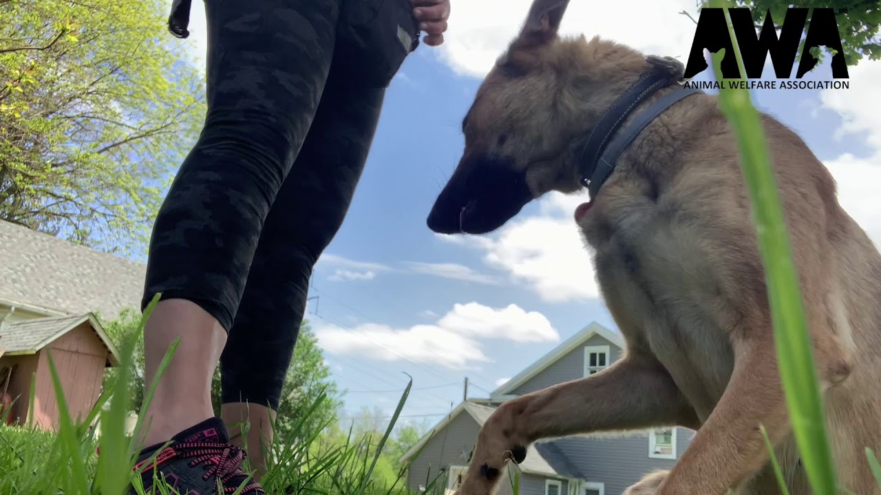 awa voorhees dogs awa voorhees dogs