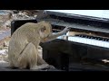 Macaque Curious About Piano