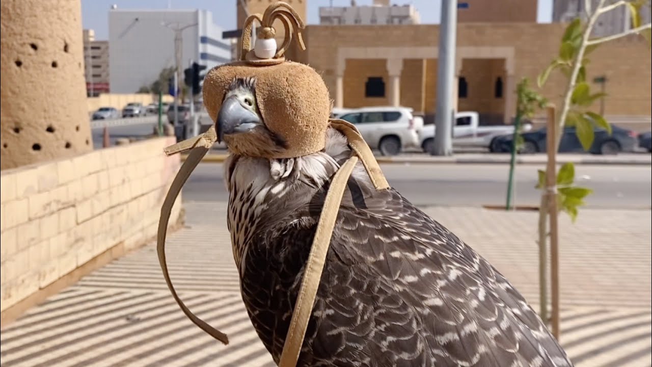 Eagle ! The King of Sky ! Golden Eagle ! Selling Eagle Saudi Arabia
