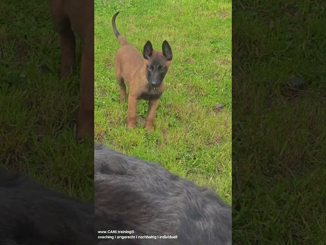 Top Malinois Züchter VDH: Finden Sie Ihren Traumhund! 3 sddefault