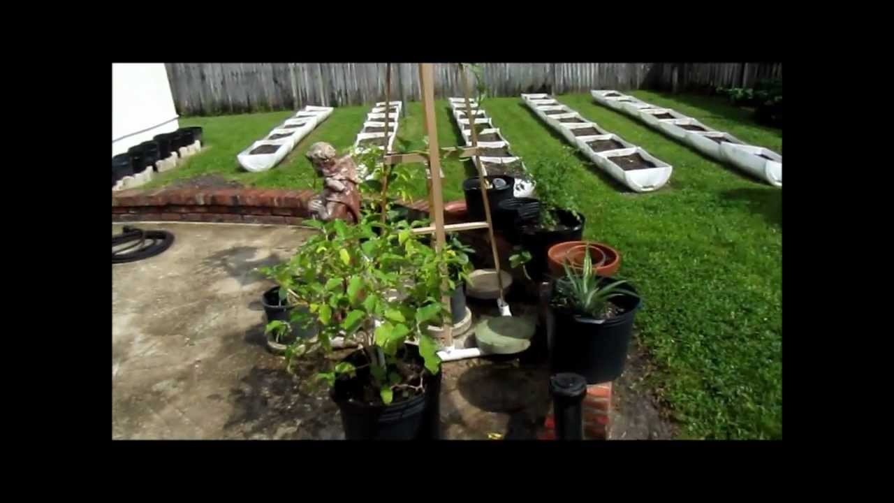 Vegetable Gardening South Florida Style - YouTube