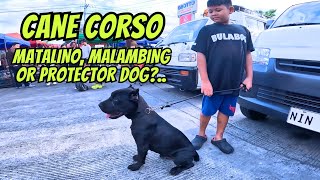 SA IBA ITO AY KINATATAKUTAN.. LAHAT NG DOGGY AY MABAIT, DEPENDE SA PAG-AALAGA.. by Daddy Denz Tv 49,788 views 1 month ago 41 minutes