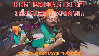 Seletive Hearing While Training Cute Newborn Puppies Updates Husky Chocolate Lab Video, Try 7