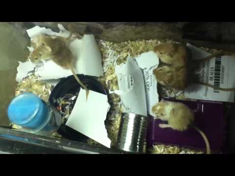Hungry Gerbils