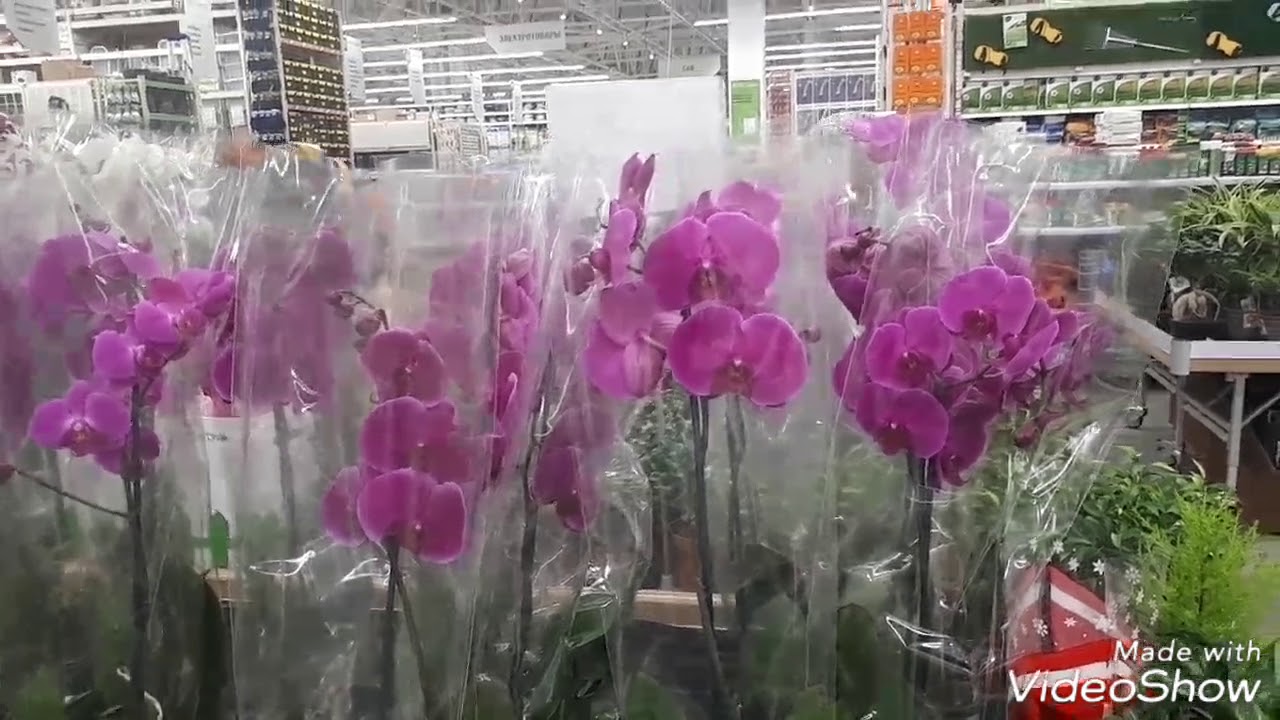 Где Купить В Челябинске Орхидею