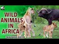 Okavango Delta Wild Animals In Africa | हिन्दी डॉक्यूमेंट्री | Wild Animals In Africa.