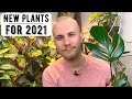New Houseplants For 2021