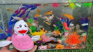 Collection of Cute Animals Videos, Koi Fish, Goldfish, Sepat fish, Mermaid, Diver