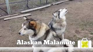 Alaskan Malamute Dog & Puppies by Nadia Pets Global 13 views 2 years ago 17 minutes