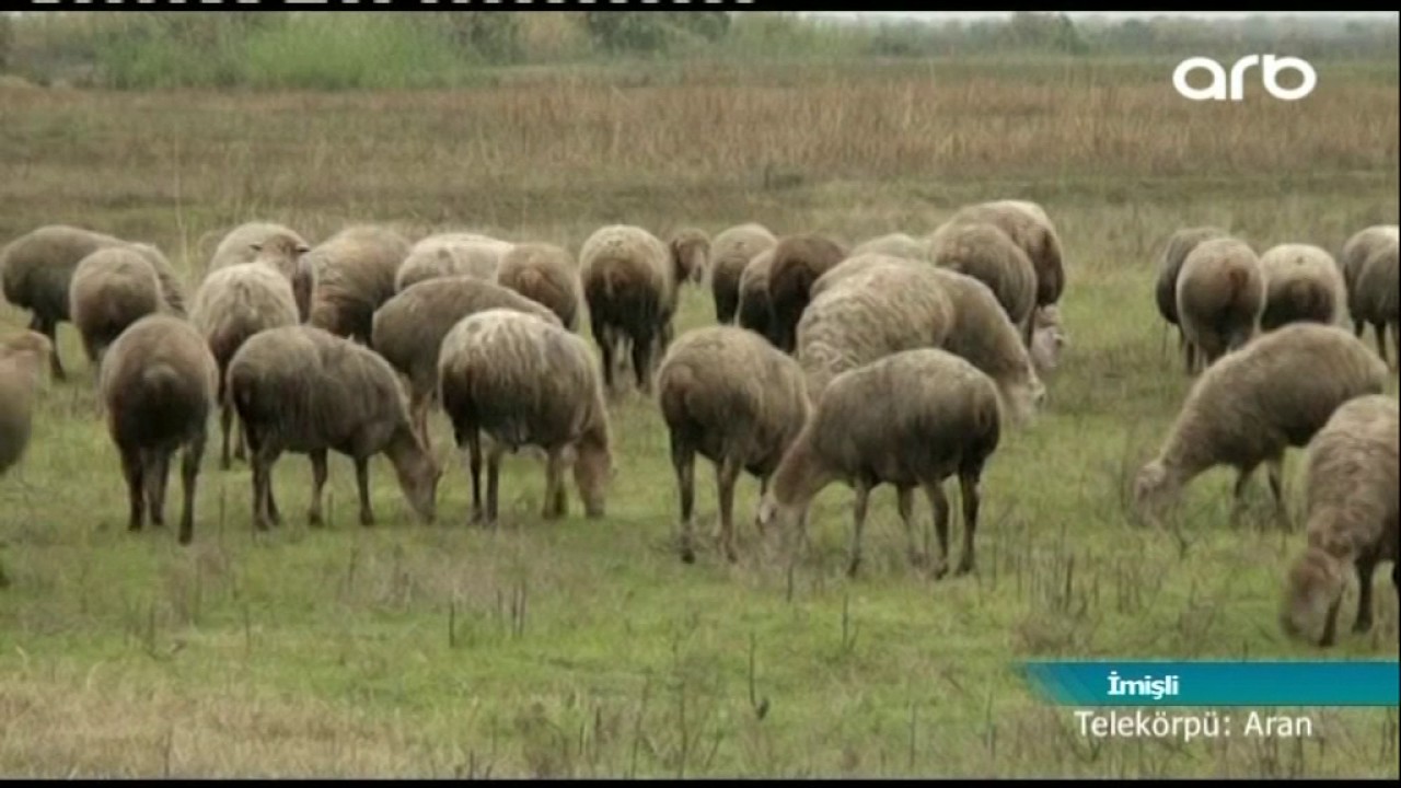 Fermerlər təsərrüfatlarını çoban iti ilə qoruyurlar #eltv #fermer #çobanköpeği