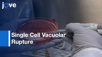 Single Cell Vacuolar Rupture caused by Intracellular Pathogens | Protocol Preview