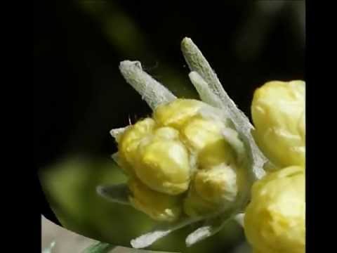 Helichrysum stoechas.wmv