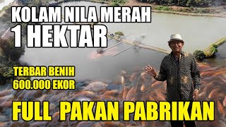 Budidaya Nila Merah di Kolam Tanah, Trik Panen Untuk Untung Maksimal